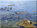 Ducks in the Holy Loch