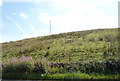 Hillside grazing near Cowling