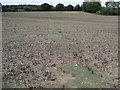 Path towards Weston Common