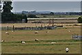 Dymchurch: Surviving farmland surrounded by housing development