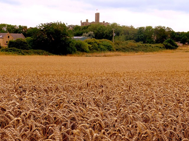 Wheat field near Warkworth