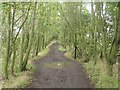 Path on disused railway line