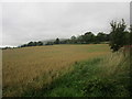 Field of oats near Pitgober House