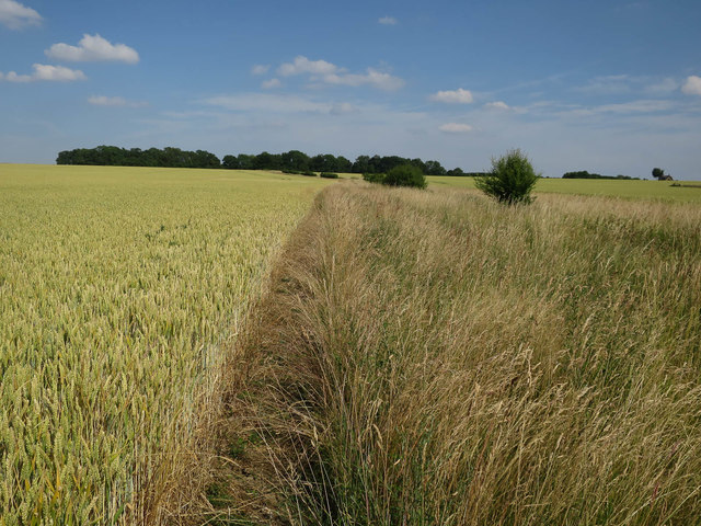 Ripening wheat © Hugh Venables cc-by-sa/2.0 :: Geograph Britain and Ireland