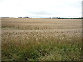 Cereal crop near Pikes Hole Farm