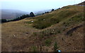 Sheep grazing on a Fochriw hillside