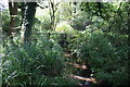 Stream and Footbridges