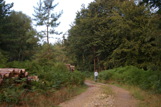 Path through Tunstall Forest
