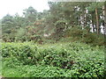 Over grown abandoned quarry alongside McShanes Road