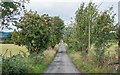 Rowan tree line road Muir of allangrange