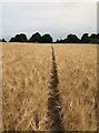SJ7949 : Path through barley field by Jonathan Hutchins
