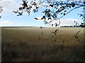 Barley near Pitkennedy