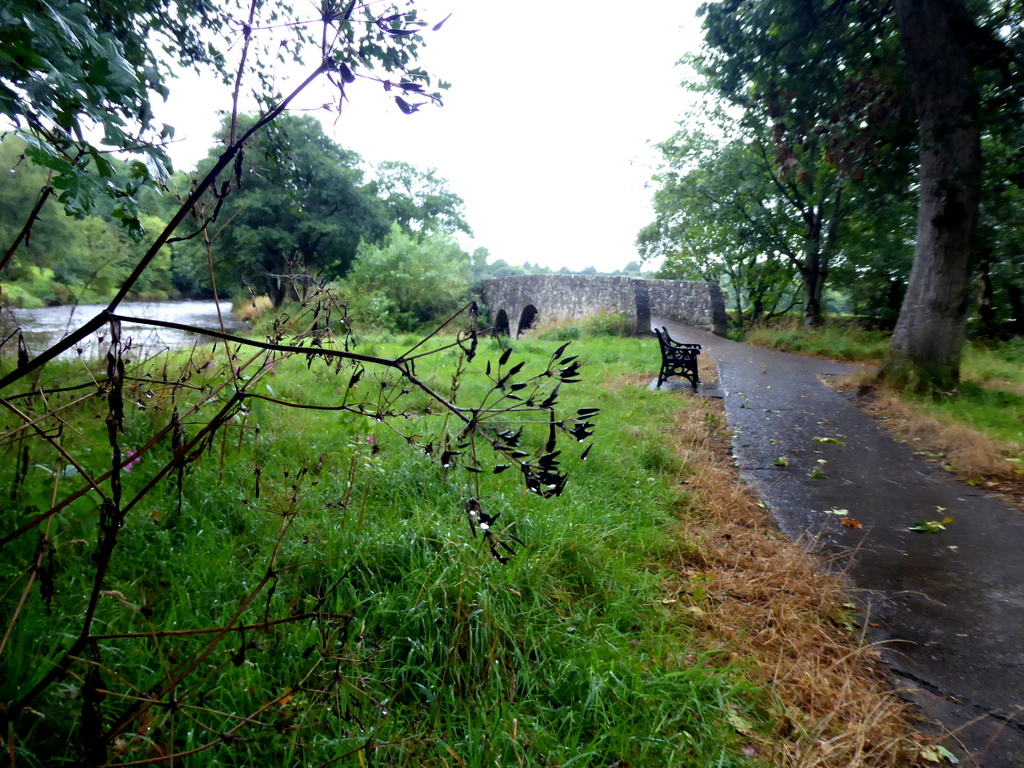 Wet seed pods, Cranny © Kenneth Allen cc-by-sa/2.0 :: Geograph Ireland