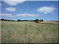 Crop field north of Cleadon Lane