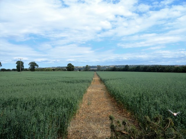 Path through the crop field