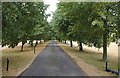 An avenue of trees