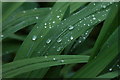 Raindrops on Crocosmia leaves, Helendale, Lerwick