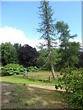 NJ6004 : Tall slender conifer on Findrack Estate by Stanley Howe