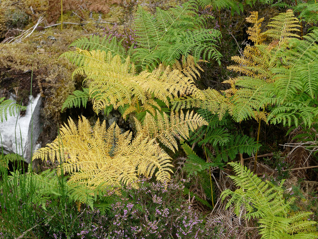 Bracken and heather beside the Torr Breac track