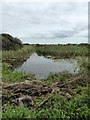 A ditch at Stodmarsh National Nature Reserve