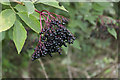 Elderberries (Sambucus nigra)?