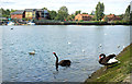 Black Swans on the Itchen