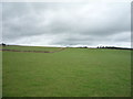 Grazing near Broomhead Farm