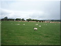 Sheep grazing near Mount Pleasant