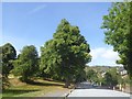 Trees by Worcester Road, Malvern Link