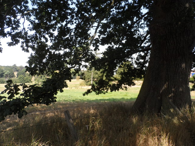 The shade of an oak tree