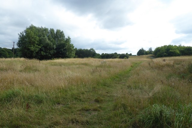 Grassland at Brockholes