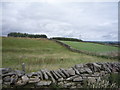 Grazing north of Droverhouse Lane