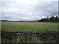 Grazing beside Pond Wood