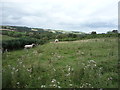 Sheep grazing, Hedley Hill