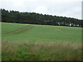 Grazing towards Hedleyhope Wood