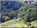 The Wales Coast Path desending from Cwm-gila