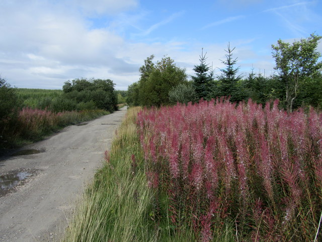 Willow herb by forestry track