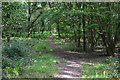 Path in Lower Frenchmoor Copse