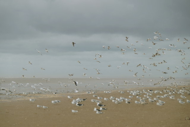 Gulls roosting on Birkdale beach