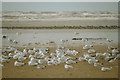 SD3014 : Birds roosting on Birkdale beach by Mike Pennington