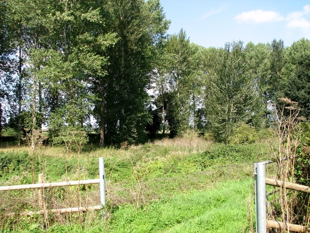 Poplars at Low Common
