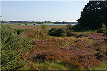TM4157 : Looking down to the River Alde from Snape Warren by Christopher Hilton