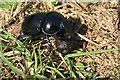 ST2264 : Dung beetle by Alan Hughes