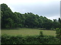 Grazing near Lydgate Farm