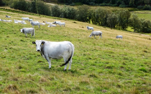 Cattle grazing on steep rough pasture