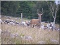 Red  Deer  Stag  passing  The  Wee  Barn  Badluarach