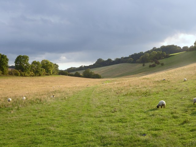 Downland sheep-pasture west of Beddlestead Lane