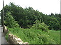 Woodland beside the A57