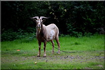 H4180 : Pet goat, Gortinagin by Kenneth  Allen