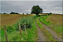 H4178 : Lane in field, Gortnacreagh by Kenneth  Allen